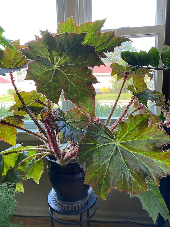 Begonia Immense - Very Rare Houseplant