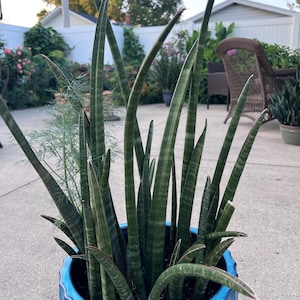 Sansevieria Stuckyi - Etsy