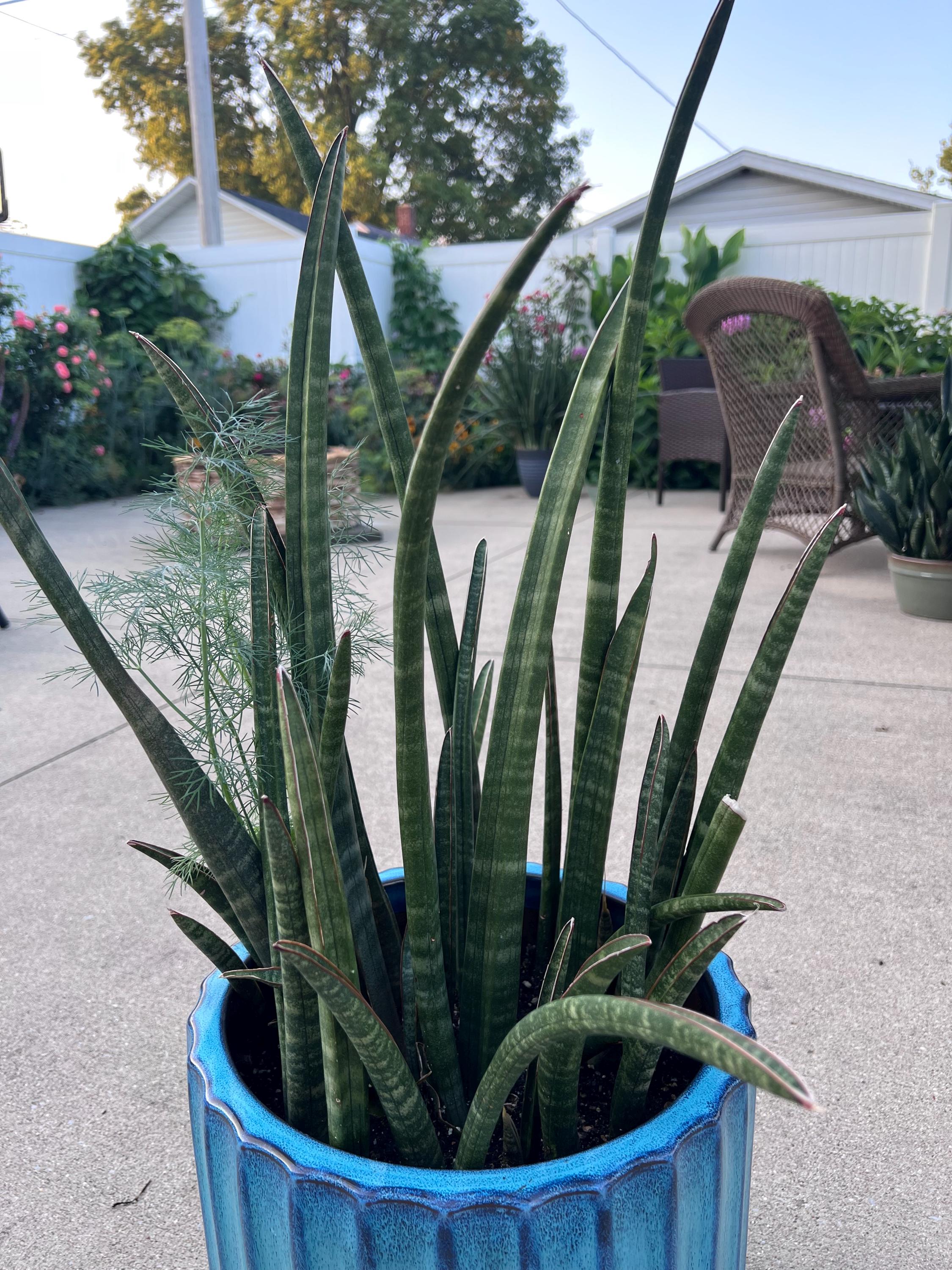 Cylindrical Snake Plant - Etsy
