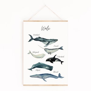 Poster Wale |  Blauwal | Kinderzimmer | Kinderzimmerposter | Poster Tiere | Geschenk | Geburtstagsgeschenk | Meerestiere | Walposter