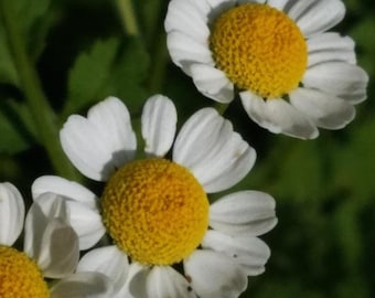 200 Tanacetum Parthenium Seeds - Feverfew Seeds - Medicinal Plant - Herb