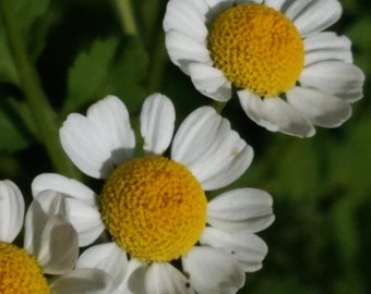 100 Tanacetum Parthenium Seeds - Feverfew Seeds - Medicinal Plant - Herb