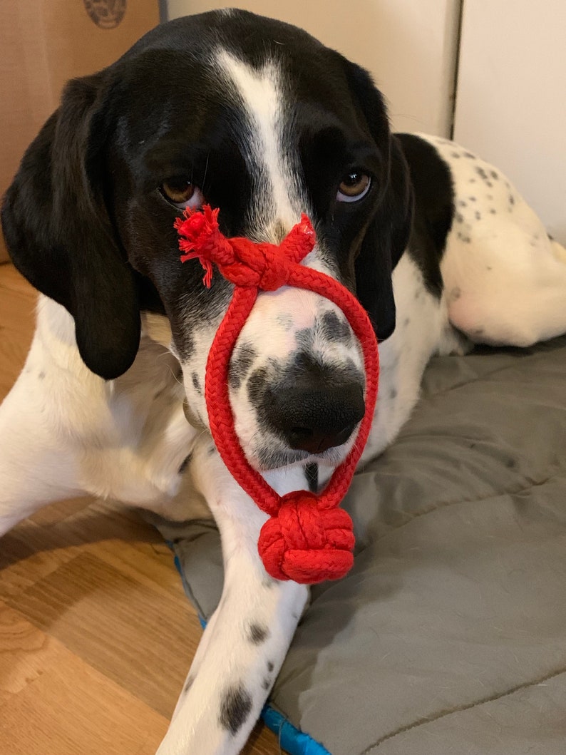 monkey fist dog
