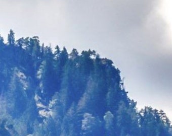 May include: A misty, blue-toned image of a dense forest on a hillside. The trees are mostly evergreen and appear to be growing on a steep slope. The sky is a light blue and there are some clouds in the distance.