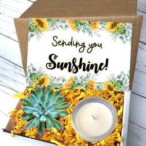 Sending You Sunshine Succulent Gift Box, Friendship Gift, Plant Gift Box, Sending Sunshine, Thinking of You, Care Package Gift Box