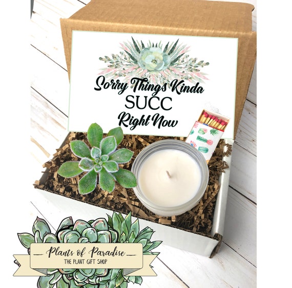 Succulent Gift Box: Sympathy & Encouragement Care Package