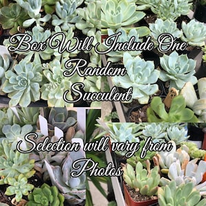 May include: A variety of succulent plants in small pots. The text "Box Will Include One Random Succulent" and "Selection will vary from Photos" is displayed on the image.