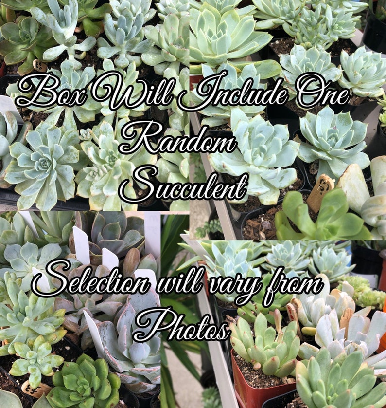 May include: A variety of succulent plants in small pots. The text "Box Will Include One Random Succulent" and "Selection will vary from Photos" is displayed on the image.