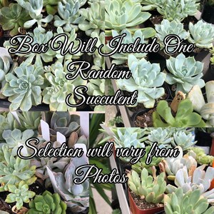 May include: An assortment of green and blue-green succulents in small pots. The image includes text that reads "Box Will Include One Random Succulent" and "Selection will vary from Photos."