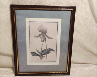 Lithograph picture in a vintage wooden frame Plant picture Revue Horticole