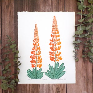 Op de afbeelding: Een print van twee oranje en gele lupine bloemen met groene stelen en bladeren. De print is gesigneerd met "Lupine" en "Sarah Sealhere '22".