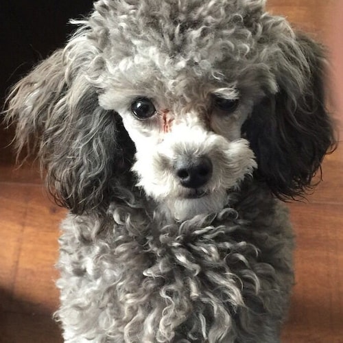 銀メッキシュガーボウル - Etsy 日本