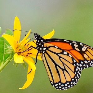 Butterfly Print - Monarch on Jerusalem Artichoke  71-6170