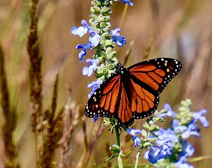 Butterfly Print - Monarch on Blue Sage - Wall Art  71-9775