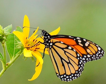 Butterfly Print - Monarch on Jerusalem Artichoke  71-6170