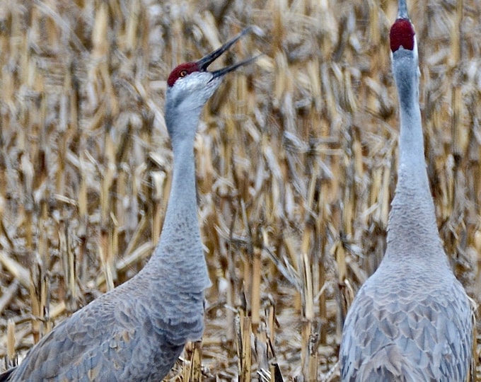 Sandhill Cranes Print - Sandhill Cranes Trumpeting  71-2559