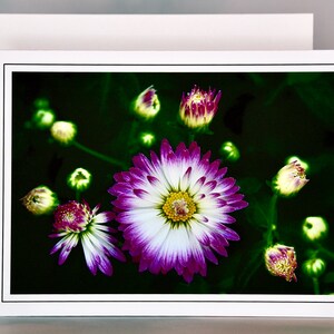 English Daisy Note Card - Blank Note Card  71-8580