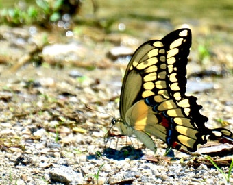 Butterfly Print - Black Swallowtail Profile  71-5729