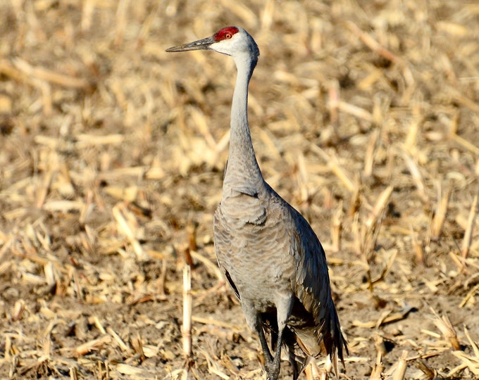 Sandhill Crane Print - Close Up  71-1066L