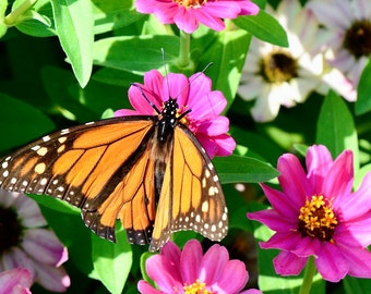 Butterfly Print - Monarch on Common Zinnia - Color Photo Print  71-4428