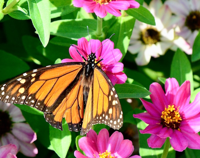 Butterfly Print - Monarch on Common Zinnia - Color Photo Print  71-4428