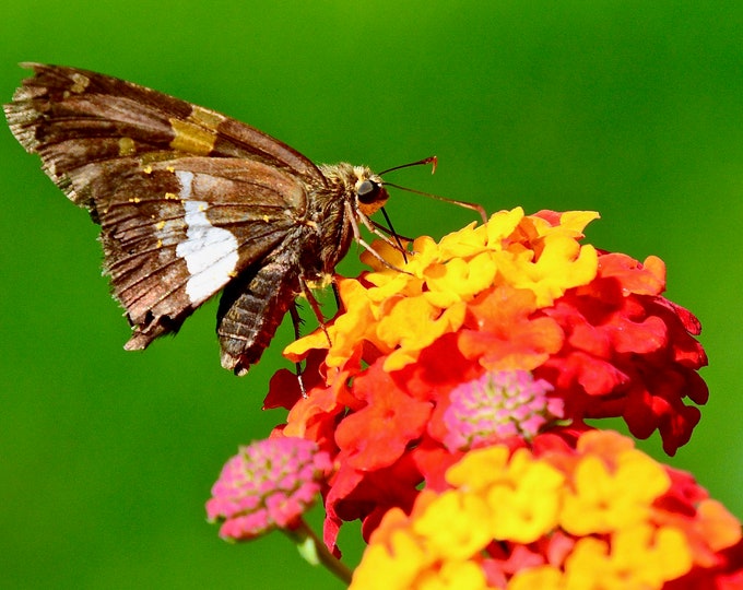 Butterfly Print - Silver Spotted Skipper on Lantana - Photo Print  71-9503