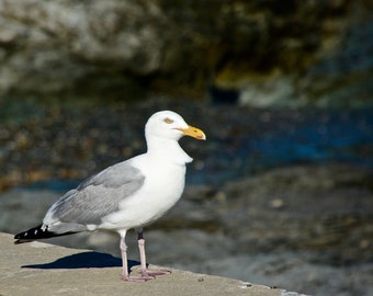 Seagull Photo Print - Gull Striking a Pose  71-2849