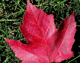 Autumn Maple Leaf Print - Fall Foliage - Maple Leaf Print  71-7166