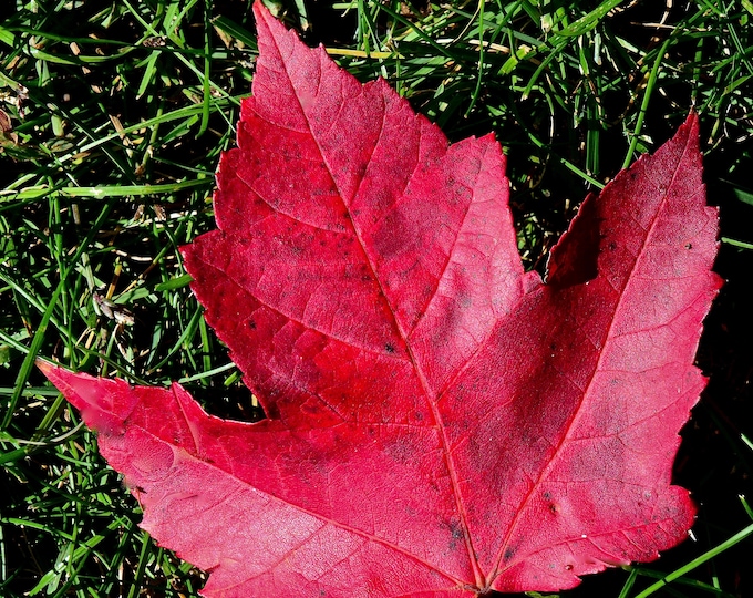 Autumn Maple Leaf Print - Fall Foliage - Maple Leaf Print  71-7166