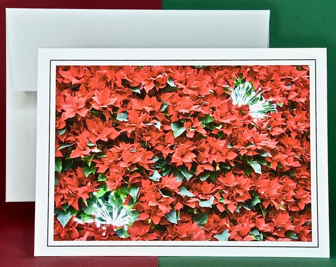 Christmas Cards - Set of 8 with Envelopes - Classic Red Poinsettias with Bursts  81-2021