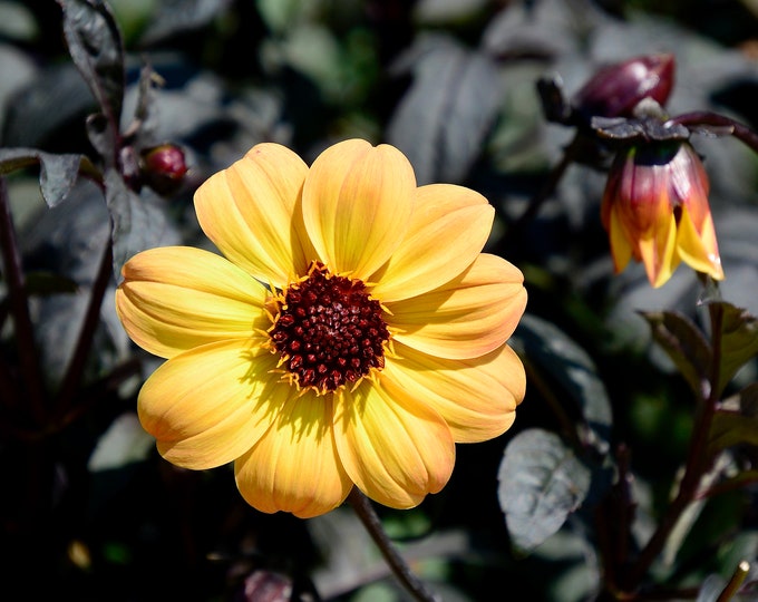 Single Dahlia - Photo Print or Blank Note Card  71-4250