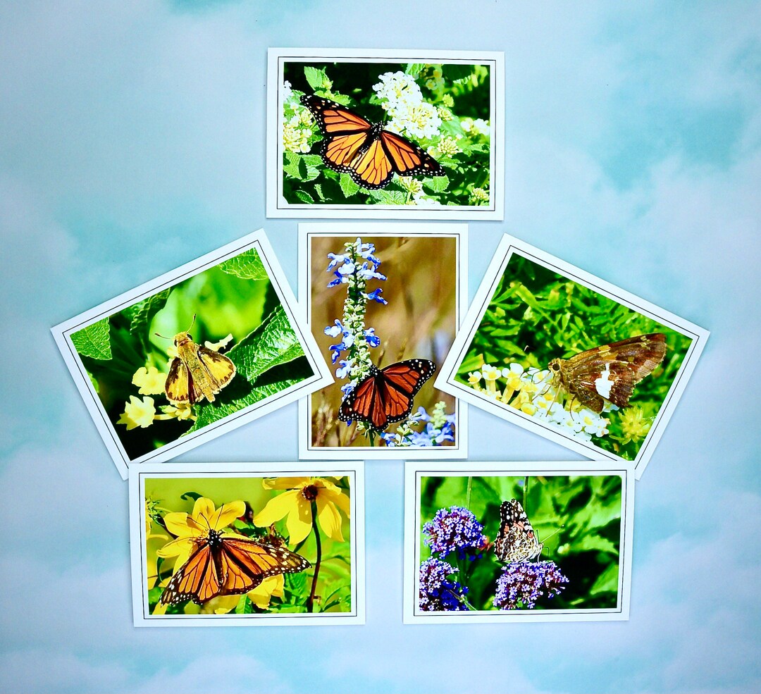 Butterfly Note Cards: Assorted Blank Cards With Envelopes - 60-0340 - Etsy