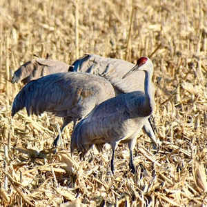 Sandhill kranen print-"close-up en persoonlijk" 53-0837