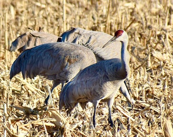 Sandhill Cranes Print - "Close Up and Personal"