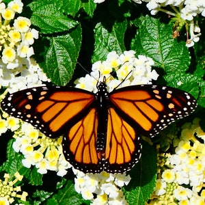 Papillon monarque sur lantana blanc - Impression photo ou carte de correspondance vierge 71-8753