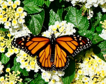 Monarch Butterfly on White Lantana - Photo Print or Blank Note Card  71-8753