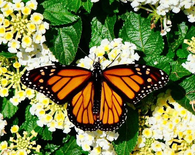 Monarch Butterfly on White Lantana - Photo Print or Blank Note Card  71-8753