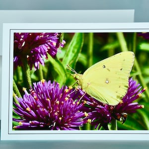 Butterfly Note Card - Clouded Yellow Sulphur - Blank Note Card  71-4504
