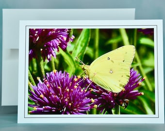 Clouded Yellow Butterfly Note Card: Blank Greeting Card - 71-4504