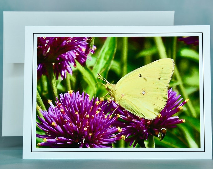 Butterfly Note Card - Clouded Yellow Sulphur - Blank Note Card  71-4504