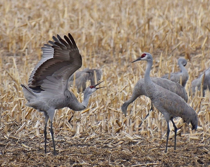 Sandhill Cranes Print - Dancing in the Field  53-0818