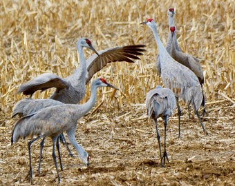 Sandhill Crane Print - Dancing in Cornfield  71-7728