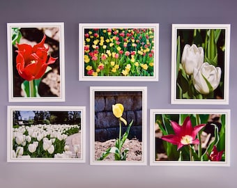 Tulip Note Cards: Assorted Blank Greeting Cards - 60-0560