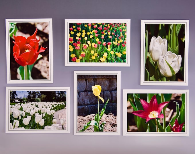 Tulip Note Cards: Assorted Blank Greeting Cards - 60-0560