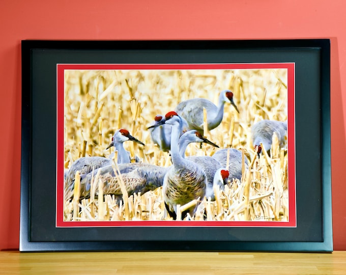Sandhill Cranes Print - "Cranes' Eyes on You" - Framed or Unframed - 71-8029F