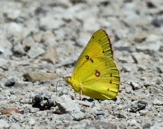 Butterfly Print - Solitary Clouded Yellow - Photo Print - Wall Art  71-5705