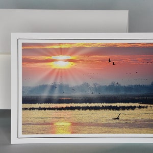 Sandhill Kranen bij Zonsopgang Foto Notitiekaart - Lege notitiekaart 71-8280A