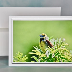 Vogel-Foto-Grußkarte - Dickcissel Blank Note Card - Karte für alle Anlässe 71-5633