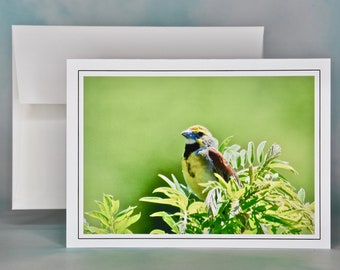 Dickcissel Bird Photo Note Card: All Occasion Blank Card - 71-5633