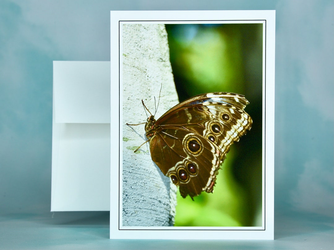Buckeye Butterfly Note Card: Blank Inside - 53-0439 - Etsy